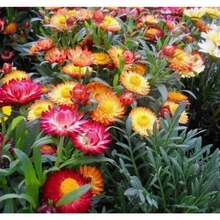 257 piezas de semillas mixtas de flores silvestres se utilizan para atraer polinizadores y pueden sembrarse en primavera u otoño para uso en las zonas 3, 4, 5, 6, 7, 8, 9 y 10. de  de plantas vivas, semillas de vegetales, plantas de hosta, semillas de flores para jardinería, plantas de flores para exteriores, semillas de flores para plantar, plantas de jardín exteriores, semillas de plantas para exteriores, repelente de mosquitos, semillas de flores perennes para plantar - 257 - Ver 2