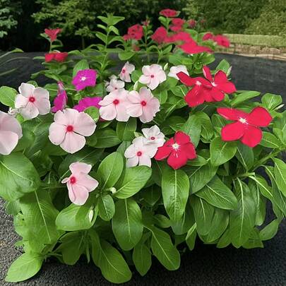 200 semillas mixtas de Rosea Vinca Periwinkle flor enana jardín perenne balcón resistentes fácil cultivo colores mezclados decoración floral prolongada siembra exterior interior