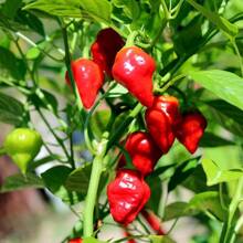 10PCS Semillas Pimiento Habanero Rojo Semillas Picante Formato Agricultor Jardín Cultivo Plantación Fácil Germinación Cocina Recetas Sabor Colorido - 1 - Ver 8