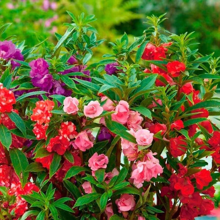 100 semillas de té de hibisco, flor de hibisco anual, ingredientes no OGM, fácil germinación, ideal para jardinería y preparación de infusiones caseras. - 100 - Ver 1