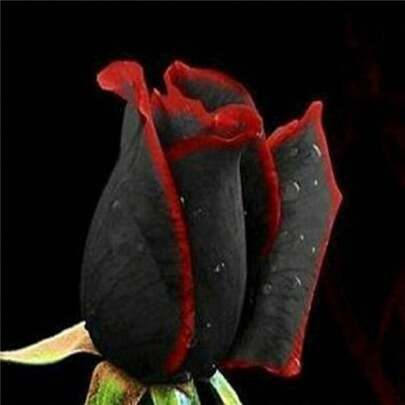 10 piezas de plantas de bonsái de rosas raras, hermosas flores de jardín de rosas arcoíris, semillas de alta supervivencia