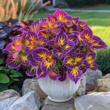 100 Purple Hydrangea Seeds, Easy To Grow, Blooming Continuously All Seasons, Suitable For Indoor And Outdoor Gardens, Potted Perennial Plants, Spring Sowing - 100個 - 查看 1