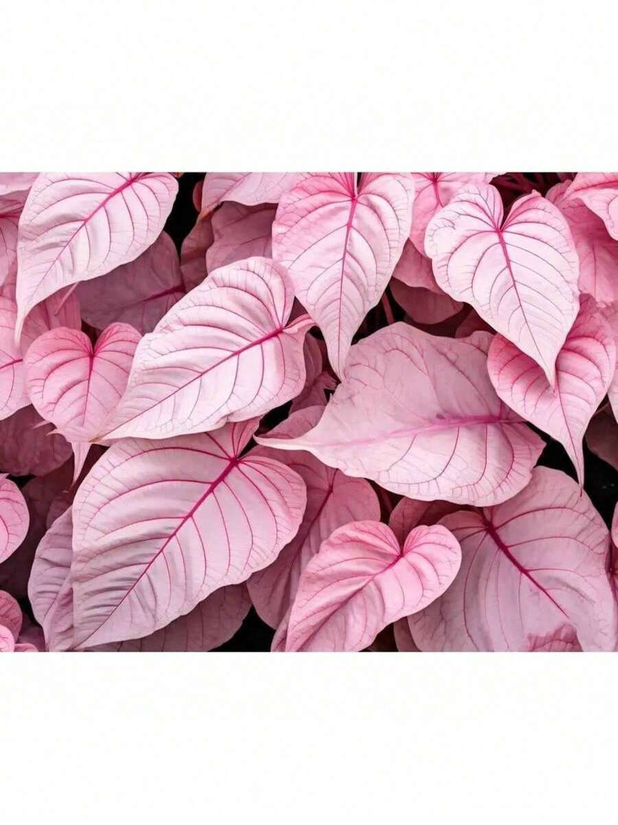 Planter Pinkyy Swear Caladium - 150 PCS - 150 Seeds - View 1