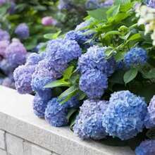 Repelente de mosquitos, semillas de hortensia 100, semillas de hortensia de verano sin fin, nuevas semillas del año, fácil de cultivar en jardín en maceta, paquete de plantación de cuatro estaciones. - 100 SEMILLAS - Ver 2