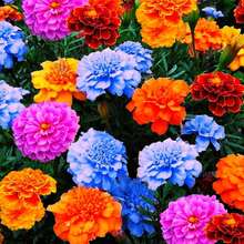 380 Semillas de Caléndula Mixtas para Plantar - Semillas de Caléndula Africana Caléndula Francesa No Transgénica Flor de Jardín Herencia para Plantar Flores Anuales de Polinización Abierta---Cada Paquete con Etiqueta de Nombre de Producto - 380 piezas - Ver 6