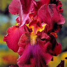 196 piezas semillas flores iris barbadas fragantes para plantar jardín exterior variedad ornamental perenne resistente decoración paisaje fácil cultivo coloridas floración abundante alta germinación vivaz macetas - 196 - Ver 1