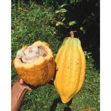 200 semillas de chocolate de cacao contienen semillas amarillas y rojas,  de  de plantas, semillas de vegetales, plantas de hosta, semillas de flores para jardinería, semillas de flores para exteriores, semillas de flores para plantar, semillas de flores perennes, semillas de plantas - 200 - Ver 4