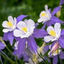 Semillas Florales USA 25 Semillas De Aquilegia Gigante McKana's – Mezcla Rojas Y Blancas 'Crimson Star', Flores Grandes Ariana Grande Eternal Sunshine