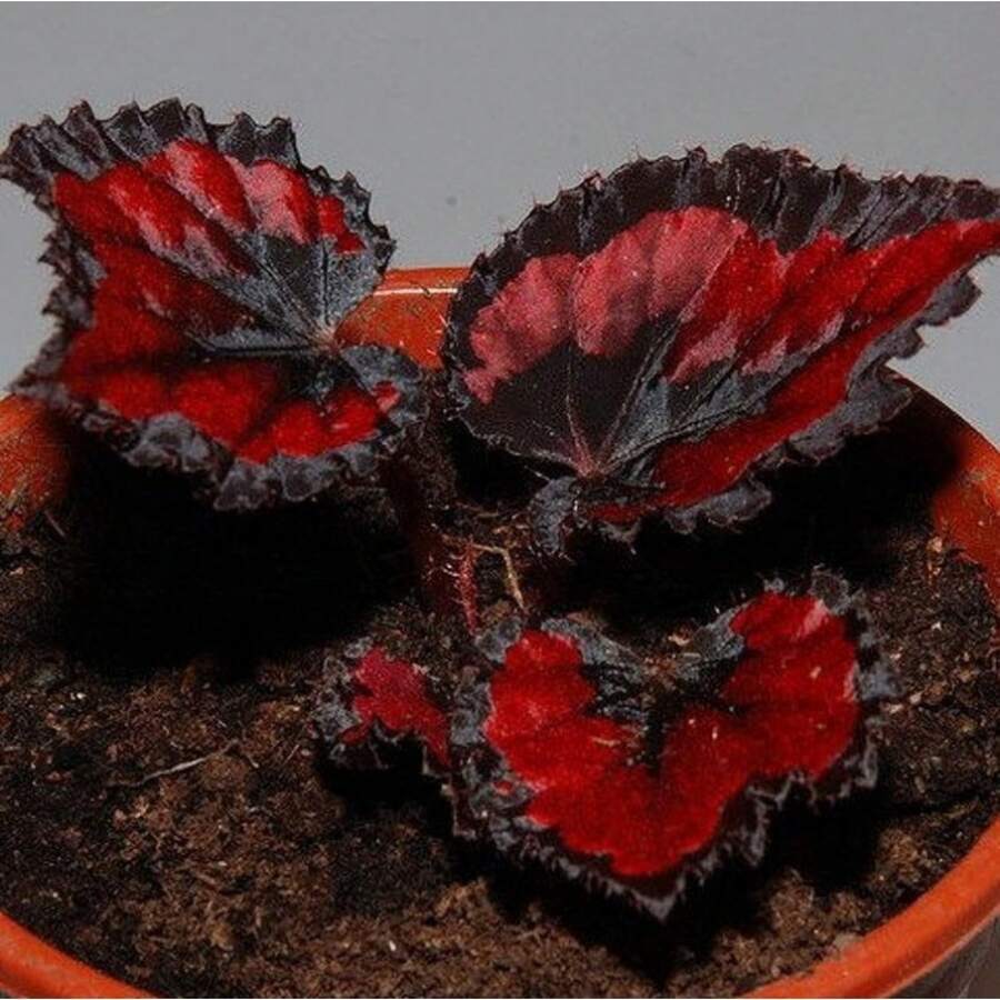 Semillas de Begonia Roja Agricultura paquete 50 piezas Plantar Jardín Flor Ornamental Color Decorativo Fácil Germinar Paisajismo Crecimiento Rápido Hogar - Variante 1 - Ver 1