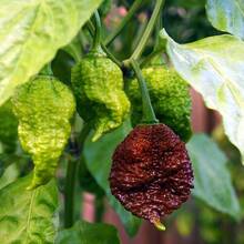 10 semillas de pimiento extra picante Big Black Mama, variedad alta en capsaicina, ideal para retos culinarios y coleccionistas de chiles. - 1 - Ver 7