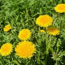 300 piezas de semillas de flor de diente de león raras, recolectadas para plantar plantas herbáceas, sin tratar para plantar en el jardín de casa. - 300 piezas - Ver 1