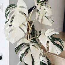 100 piezas de semillas de tortuga blanca raras, adecuadas para decoración interior y exterior en el Día de San Valentín, Navidad, Pascua, Acción de Gracias, resistentes al frío y adecuadas para todas las estaciones, ideales para jardines de bricolaje, jardines domésticos, macetas y patios - regalos de jardinería ideales - Navidad - Flores de festivales - Flores de celebración - Navidad - Semillas de tortuga blanca - Ver 4