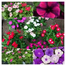 200 semillas mixtas de Rosea Vinca Periwinkle flor enana jardín perenne balcón resistentes fácil cultivo colores mezclados decoración floral prolongada siembra exterior interior - 200 - Ver 2