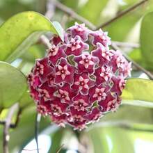 Mezcla de Hoya Carnosa-Planta de Cera de Flor de Porcelana 200 Semillas Planta de Flores Apocynaceae Resistente Planta de Interior Flores Dulces de Aroma Blanco Rosa Amarillo Verde Decoración de Jardín - Variante 1 - Ver 4