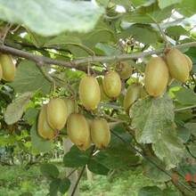 200 Semillas de Kiwi semillas de kiwi jardín comestibles árbol frutal no OGM resistente plantación fácil macetas exterior saludable variedad horticultura tropical - 200 piezas - Ver 5