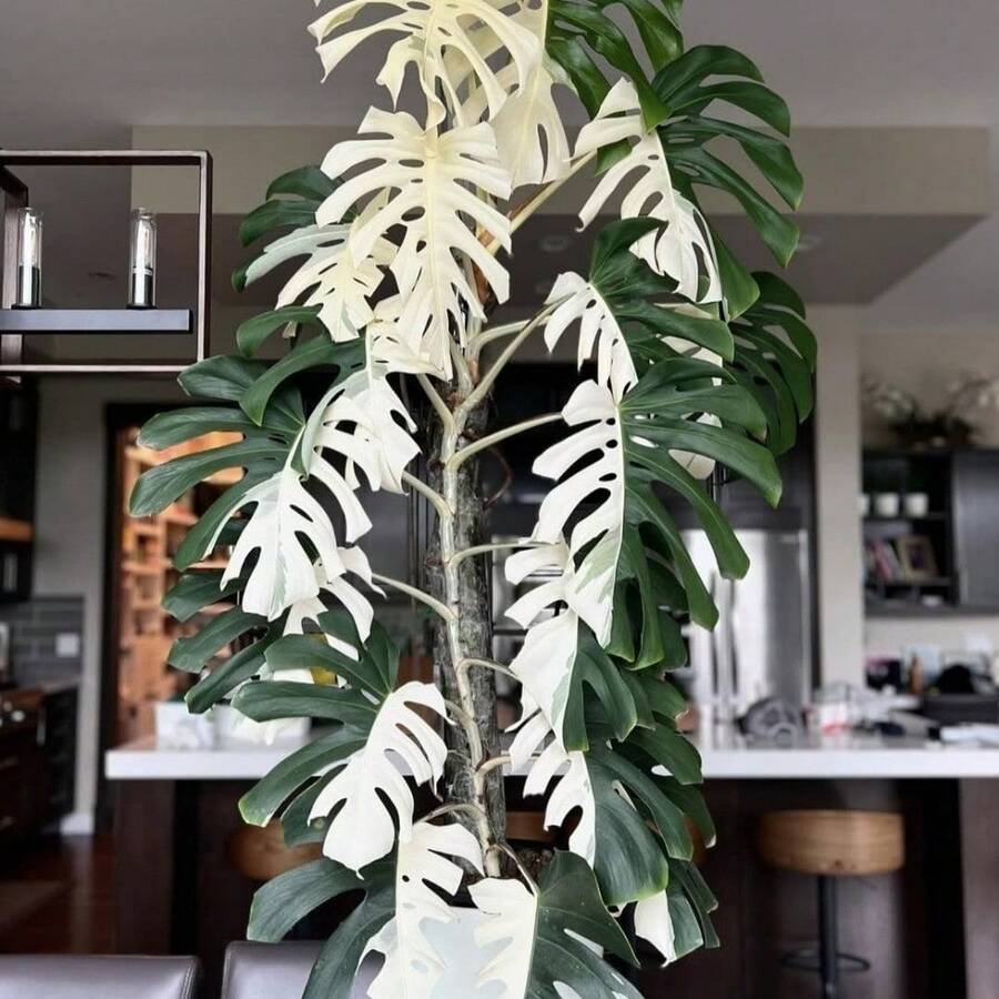 100 piezas de semillas de tortuga blanca raras, adecuadas para decoración interior y exterior en el Día de San Valentín, Navidad, Pascua, Acción de Gracias, resistentes al frío y adecuadas para todas las estaciones, ideales para jardines de bricolaje, jardines domésticos, macetas y patios - regalos de jardinería ideales - Navidad - Flores de festivales - Flores de celebración - Navidad - Semillas de tortuga blanca - Ver 1