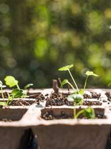 Seed Starter Tray Kit, Plant Seedling Germination Tray Set - Brown - View 2