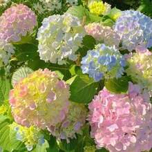 Repelente de mosquitos, semillas de hortensia 100, semillas de hortensia de verano sin fin, nuevas semillas del año, fácil de cultivar en jardín en maceta, paquete de plantación de cuatro estaciones. - 100 SEMILLAS - Ver 1