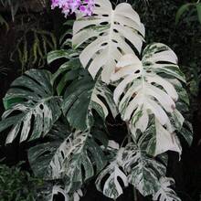 100 piezas de semillas de tortuga blanca raras, adecuadas para decoración interior y exterior en el Día de San Valentín, Navidad, Pascua, Acción de Gracias, resistentes al frío y adecuadas para todas las estaciones, ideales para jardines de bricolaje, jardines domésticos, macetas y patios - regalos de jardinería ideales - Navidad - Flores de festivales - Flores de celebración - Navidad - Semillas de tortuga blanca - Ver 2