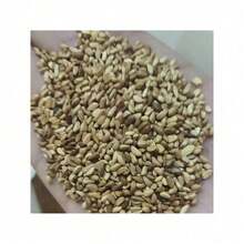 200Seeds Hosta Seeds Perennial Hosta Plants Grow Easily Rare Blue Purple Hosta Bulb Seedswomen's Clothing - 1 - Xem 2