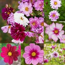 Flower Seeds - 500 pièces - Voir 6