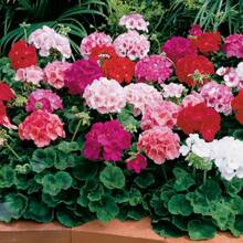 20 Semillas de Geranio Mixtas para Plantar - Planta de Flor de Geranio Perenne - Variante 1 - Ver 9