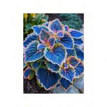100 Coleus Seeds Coleus Garden Seeds Plants Perennial Flowers Bonsai Seeds Indoor Peanut Plants Cultivation Home Tree Supplies Cold Resistant And Suitable For All Seasons, Ideal For DIY Gardens, Home Gardens, Flower Pots And Courtyards - An Ideal Gardening Gift - 100個 - 查看 4