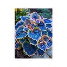 100 Coleus Seeds Coleus Garden Seeds Plants Perennial Flowers Bonsai Seeds Indoor Peanut Plants Cultivation Home Tree Supplies Cold Resistant And Suitable For All Seasons, Ideal For DIY Gardens, Home Gardens, Flower Pots And Courtyards - An Ideal Gardening Gift - 100個 - 查看 2