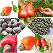 200 semillas de anacardo y manzana semillas plantación frutas tropicales raras árbol frutal exótico jardín exterior huerto saludable germinación alta resistencia popular - 200 - Ver 7