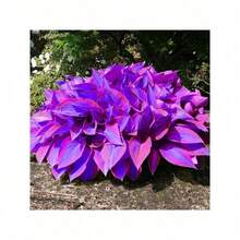 200Seeds Hosta Seeds Perennial Hosta Plants Grow Easily Rare Blue Purple Hosta Bulb Seedswomen's Clothing - 1 - Xem 5