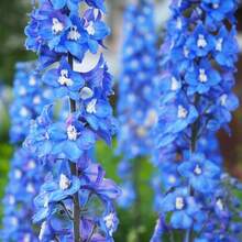 Suministro de Jardín de Semillas - 100 Semillas de Violeta y Pájaro Azul Perenne, Adecuadas para Plantar - 100 semillas - Ver 5