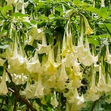 Sow Right Seeds 100pcs Seed Mandala Angel Flower Seeds - 100pcs - View 2