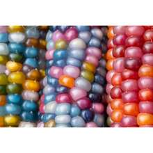Regalo de semillas 500 piezas 20 hermosas gemas de vidrio colores de maíz hermosas semillas no transgénicas seleccionadas a mano - Variante 1 - Ver 12