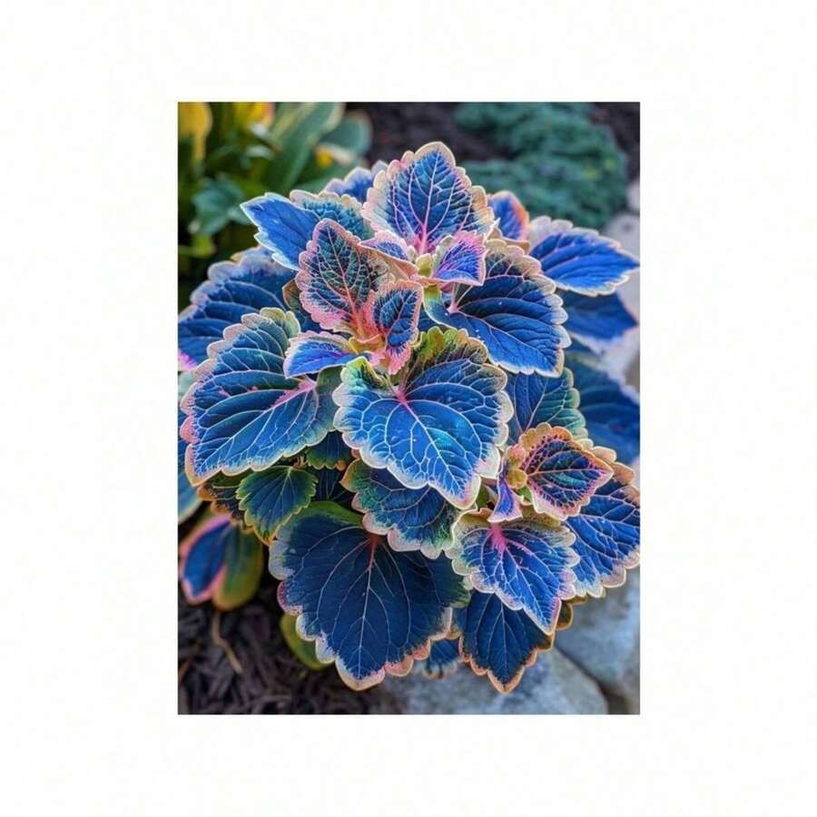 100 Coleus Seeds Coleus Garden Seeds Plants Perennial Flowers Bonsai Seeds Indoor Peanut Plants Cultivation Home Tree Supplies Cold Resistant And Suitable For All Seasons, Ideal For DIY Gardens, Home Gardens, Flower Pots And Courtyards - An Ideal Gardening Gift - 100個 - 查看 1