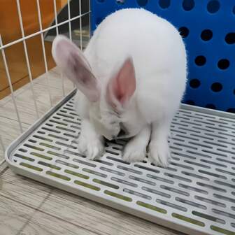 1pc Double Layer Mesh Rabbit Litter Box, Easy Clean Small Pet Toilet Tray Suitable For Rabbits, Hamsters, Corner Litter Box Accessories