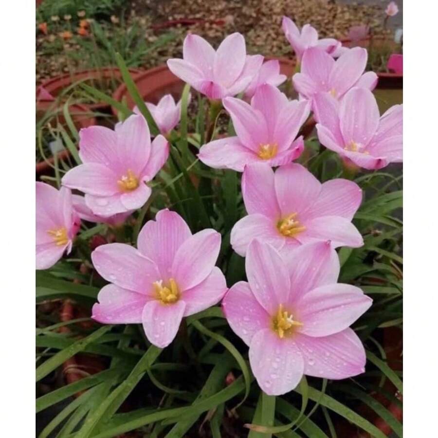 279 piezas de semillas de lirio de lluvia tipo B, bombilla TW91030-22, plantas en , semillas de vegetales, semillas de hosta, plantas de jardinería, semillas de flores para exteriores, semillas de flores para sembrar,  de jardinería, todas las plantas en  para exteriores, repelente de mosquitos, semillas de plantas de jardín para exteriores, semillas de flores perennes para plantar. - 279 - Ver 1