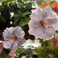 100+ Semillas de Hibiscus Gigante Mixtas para Plantar al Aire Libre - Flores Perennes Raras No-OGM Heirloom, Estas semillas tradicionales pueden florecer con flores de colores brillantes y vibrantes, creando hermosos paisajes - Color mixto - Ver 1
