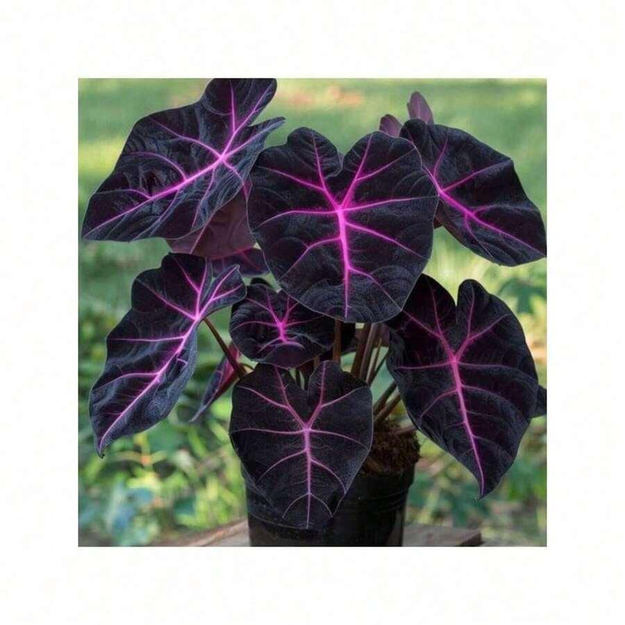 100Pcs Black Red Coleus Flower Seeds For Planting Annual Heat Drought Tolerant Flower Seeds With Green Foliage & Mix Blooms For Pots Borders & Lush Summer Garden Displays - 彩色 - 查看 1