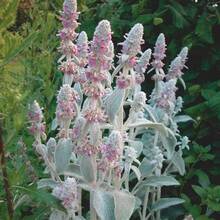 266 piezas de semillas de flores de oreja de oveja - Stachys Byzantina Lanata - Stachys olympica - Plantas perennes naturales en , semillas de vegetales, semillas de hosta, plantas de jardinería, semillas de flores para exteriores, semillas de flores para plantar, todas las plantas en  para exteriores, repelente de mosquitos, semillas de flores de jardín al aire libre para plantar. - 266 - Ver 5