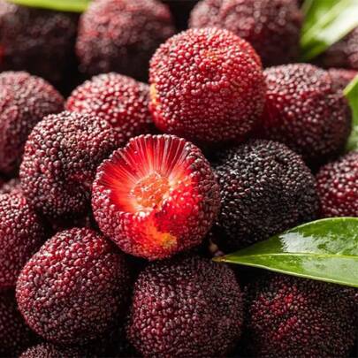 piezas de semillas de arándano, plántulas de frutas, plantas en macetas para el hogar, plantas de frutas para plantar en el jardín