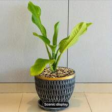 1pc 300g/500g/800g 0.4~0.8cm Natural River Rock Decor Mix Color Pebbles, Suitable For Potted Plants, Aquarium, Landscape, Vase Filler, Succulent, Air Plants, Cactus, Moss - pea stone - View 6