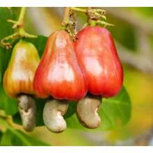 200 semillas de anacardo y manzana semillas plantación frutas tropicales raras árbol frutal exótico jardín exterior huerto saludable germinación alta resistencia popular - 200 - Ver 1