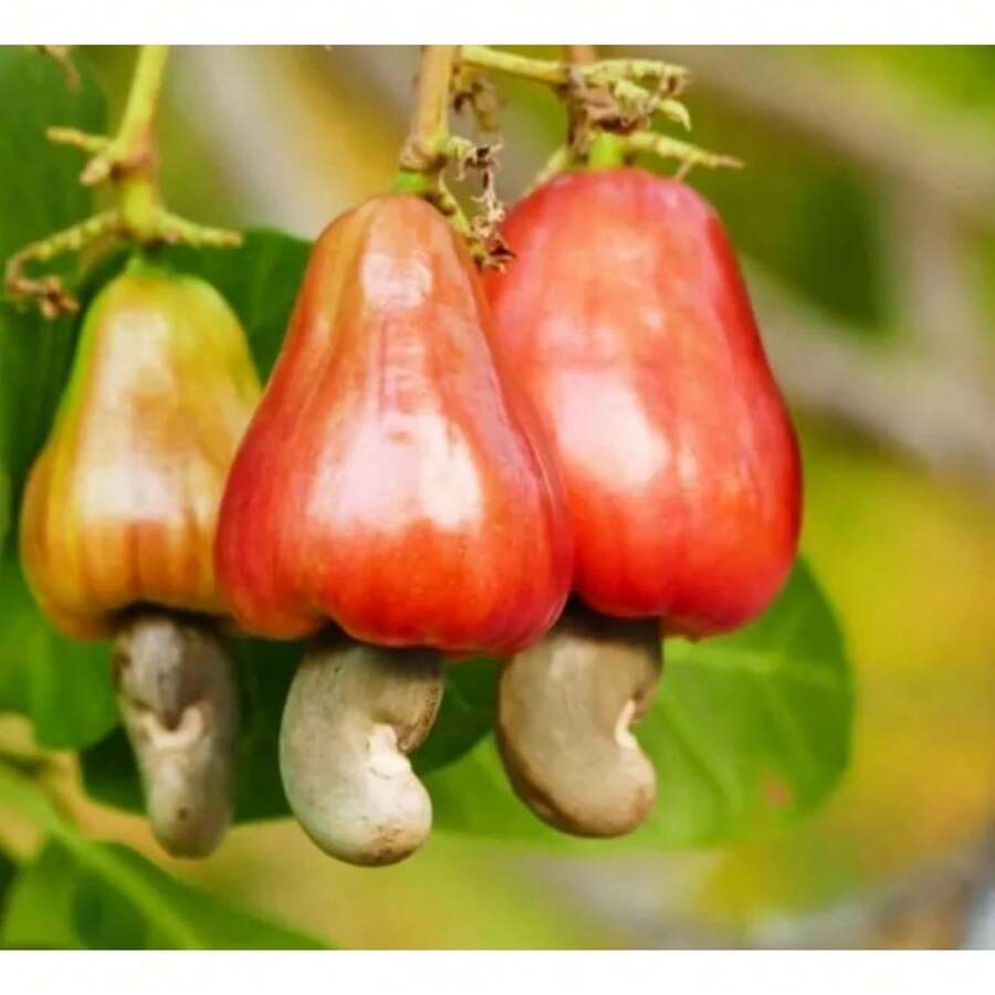 200 semillas de anacardo y manzana semillas plantación frutas tropicales raras árbol frutal exótico jardín exterior huerto saludable germinación alta resistencia popular - 200 - Ver 1