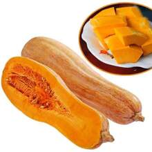 100 piezas de semillas de calabaza rosa – Calabaza de invierno grande y dulce para hornear y asar |   Patrimonio, almacenamiento prolongado, 90–105 días hasta la madurez - 100 - Ver 6