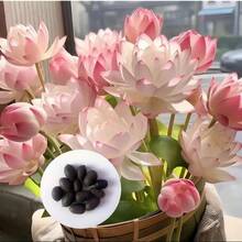 Semillas de Loto en Cuenco Bonsái de Color Mixto - Listas para Plantar, Perfectas para Jardines Acuáticos Interiores y Exteriores, incluye Guía de Plantación, Crecimiento Fácil con Cuidado Mínimo - 10 piezas - Ver 7