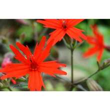 127 piezas de semillas de flores silvestres rojas ardientes, adecuadas para plantar - Alfalfa (Silene virginica) - 127 - Ver 5