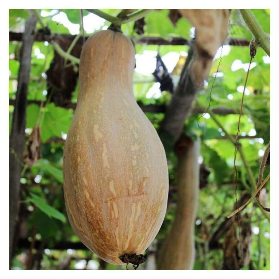 100 piezas de semillas de calabaza rosa – Calabaza de invierno grande y dulce para hornear y asar | Patrimonio, almacenamiento prolongado, 90–105 días hasta la madurez - 100 - Ver 1