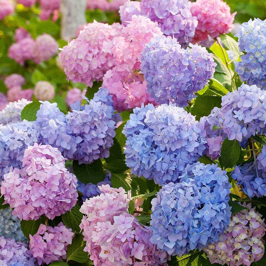 300 piezas bolsa semillas de hortensia neutral N para jardín hogar flores ornamentales resistentes fácil de sembrar variedad premium exterior macetas color vivo decoración perenne - 300 - Ver 1