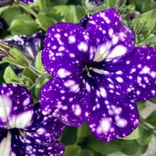 147 piezas de semillas de petunia cielo nocturno raras - semillas de flores de petunia enana para plantar en el jardín del hogar, semillas de herencia no transgénicas - 147 - Ver 5