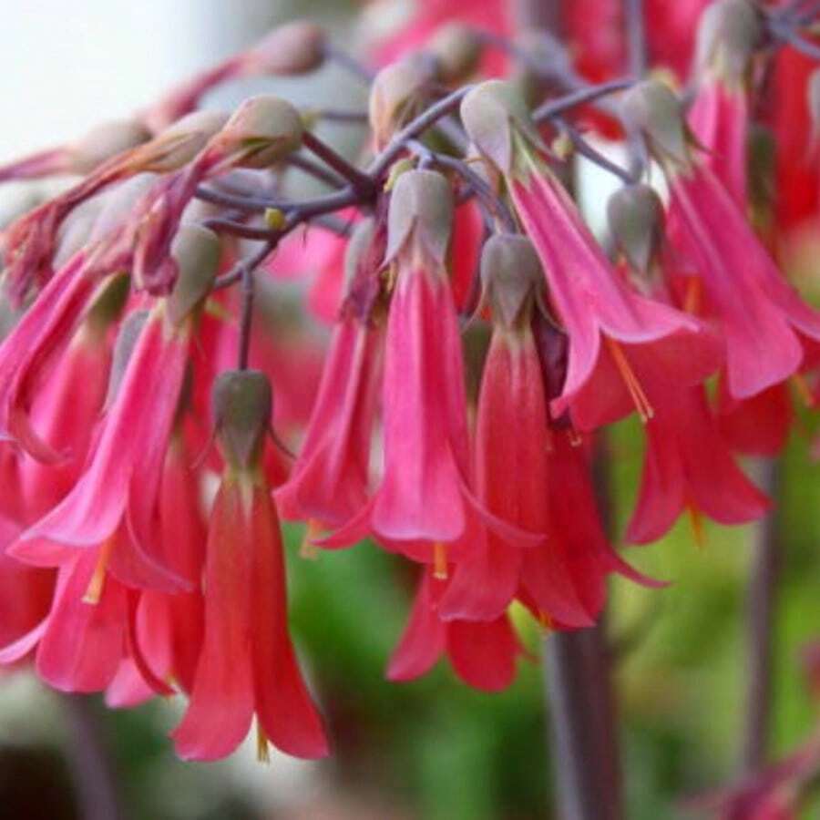 Sow Right Seeds 100pcs Seed Mandala Angel Flower Seeds - 100pcs - View 1